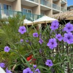 a bunch of purple flowers in front of a hotel