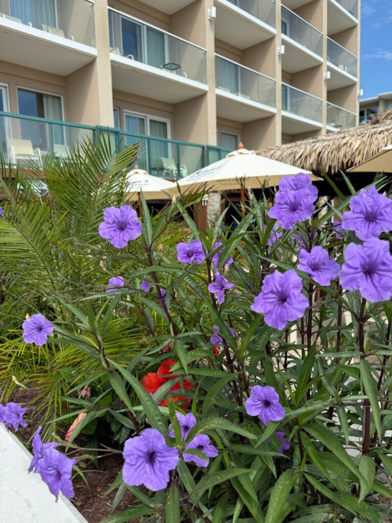 a bunch of purple flowers in front of a hotel