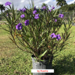 a potted plant with purple flowers in a field