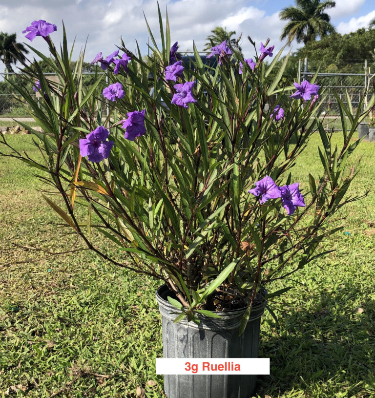 a potted plant with purple flowers in a field