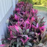 a group of purple plants sitting on the side of a building