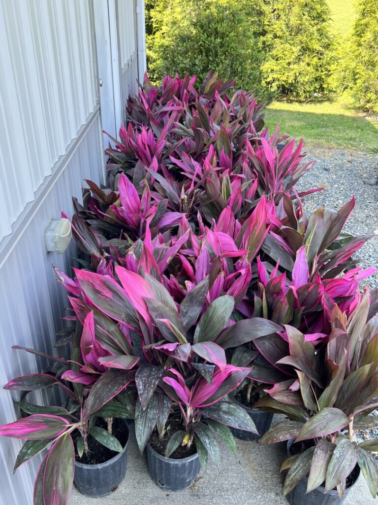 a group of purple plants sitting on the side of a building