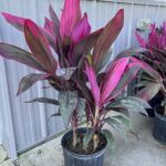 a couple of plants that are sitting in a pot
