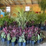 a room filled with lots of potted plants