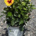 a potted plant with a yellow flower in it