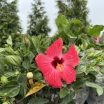 a red flower is growing in a garden