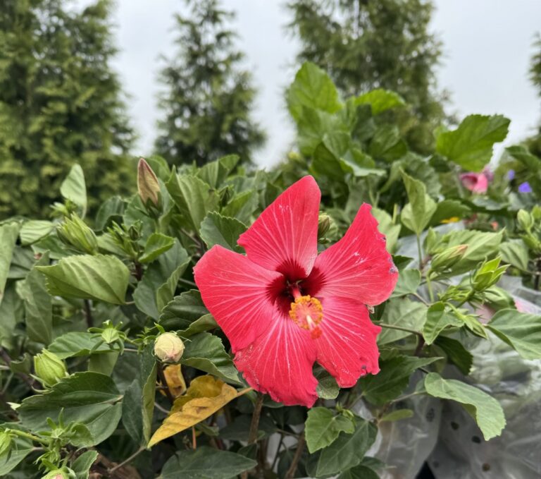 a red flower is growing in a garden
