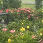 a bench in the middle of a flower garden