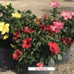 a couple of buckets filled with lots of flowers