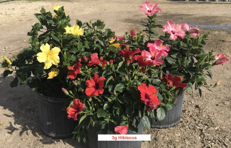 a couple of buckets filled with lots of flowers