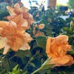 a close up of some flowers in a pot