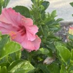 a pink flower is growing in a garden