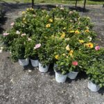 a bunch of flowers that are sitting in the dirt
