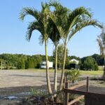a palm tree in a gravel lot next to a wooden fence
