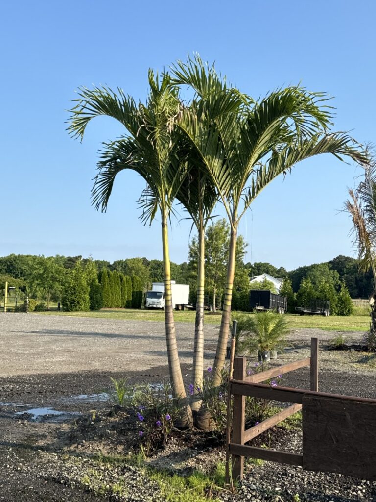 a palm tree in a gravel lot next to a wooden fence