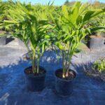 a couple of plants that are in some pots