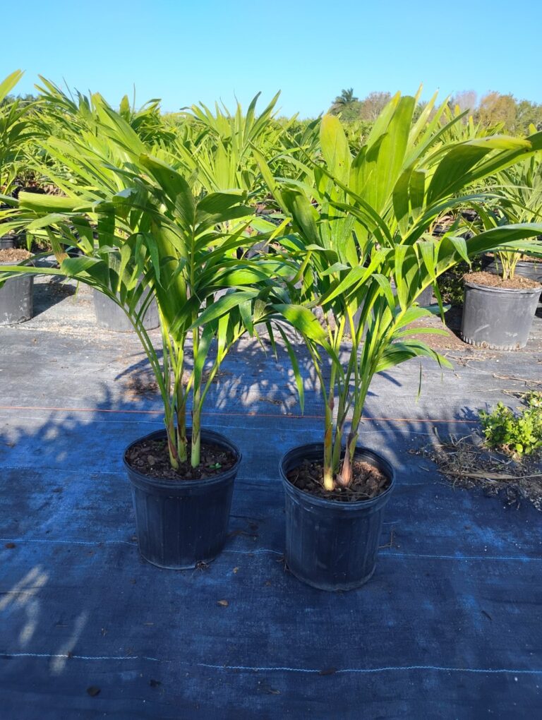 a couple of plants that are in some pots