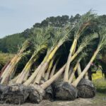 a bunch of palm trees that are next to each other