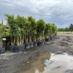 a lot of potted plants sitting on top of a dirt road