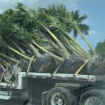 a truck carrying a load of palm trees