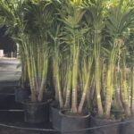 a large group of palm trees in a parking lot