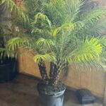 a palm tree in a pot next to a door