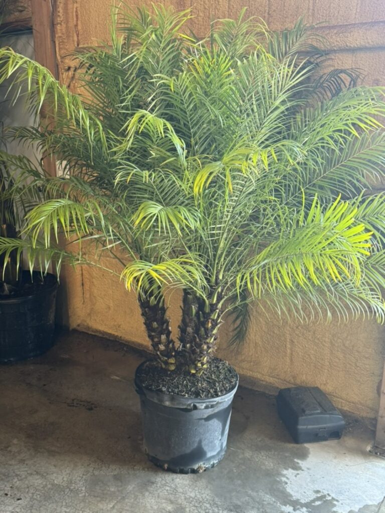 a palm tree in a pot next to a door