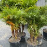 a group of palm trees sitting on top of a roof