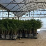 a group of trees that are inside of a building