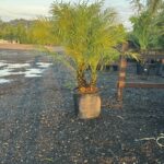 a potted plant sitting on top of a gravel road