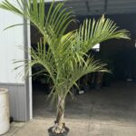 a palm tree in a pot in front of a garage