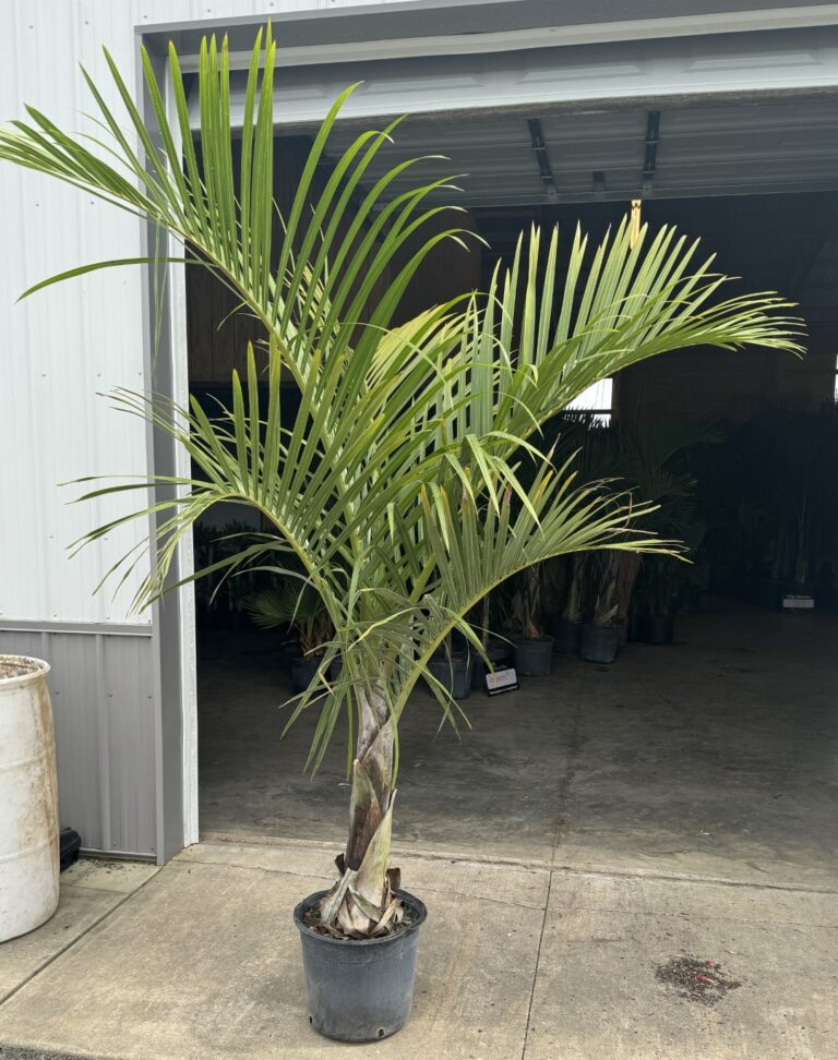 a palm tree in a pot in front of a garage