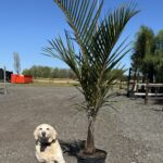 a dog sitting next to a small palm tree
