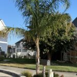 a palm tree in front of a row of houses
