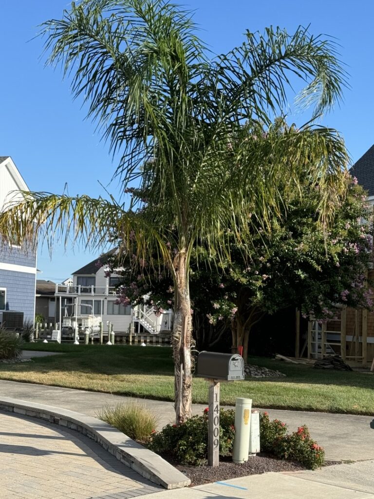 a palm tree in front of a row of houses