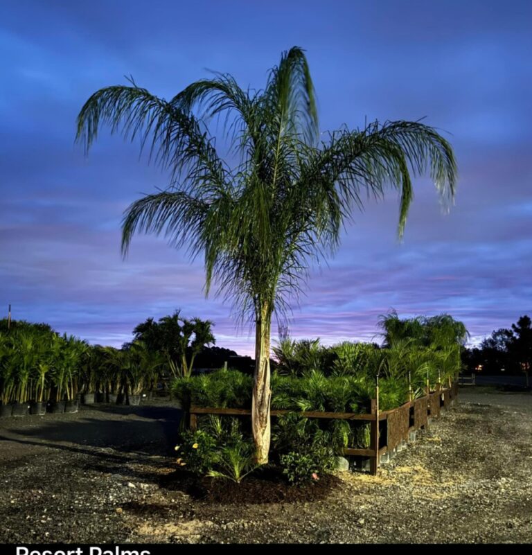 a small palm tree in a gravel lot