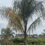 a palm tree in the middle of a parking lot