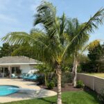 a palm tree next to a swimming pool
