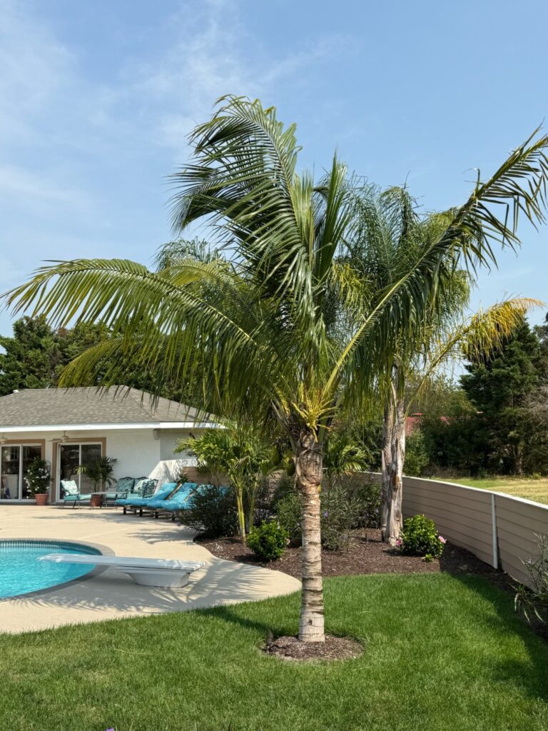 a palm tree next to a swimming pool