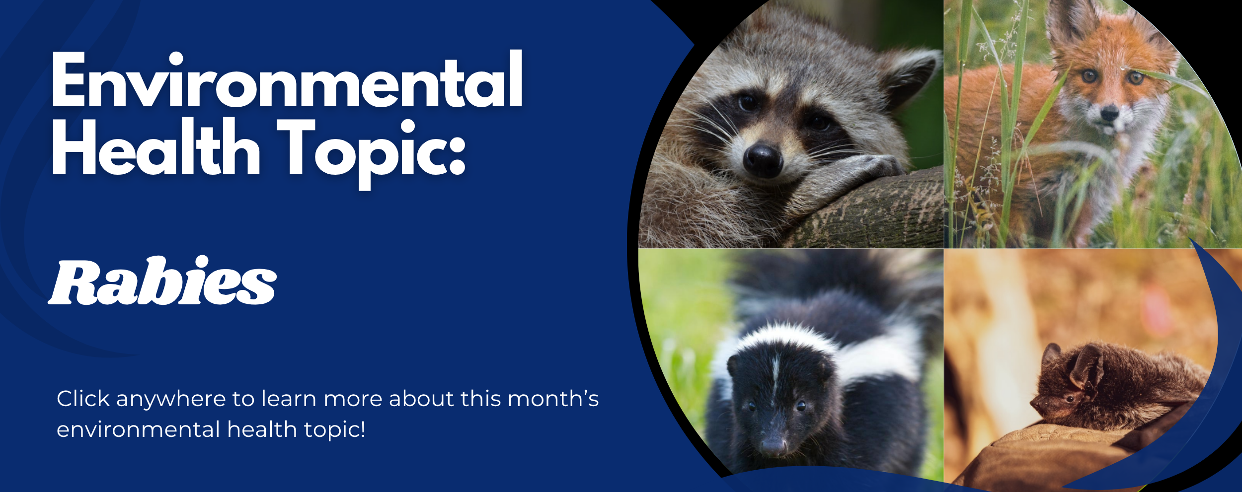 Rabies – May
