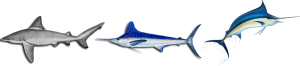 three types of sharks on white