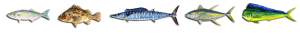 5 different fish on white background