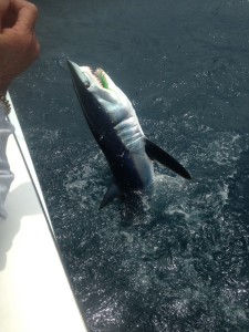 Mako Shark popping out of ocean