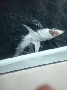 mako shark showing teeth in water