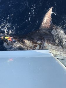 IMG_2697-scaled.jpg