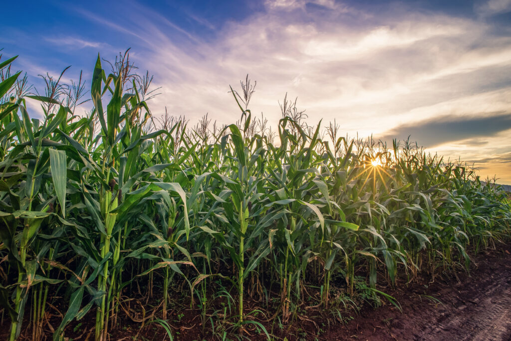 a corn field at sunset