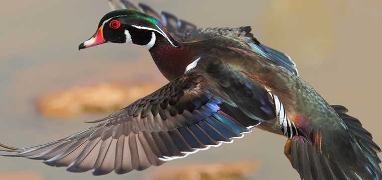 a colorful bird flying over a body of water