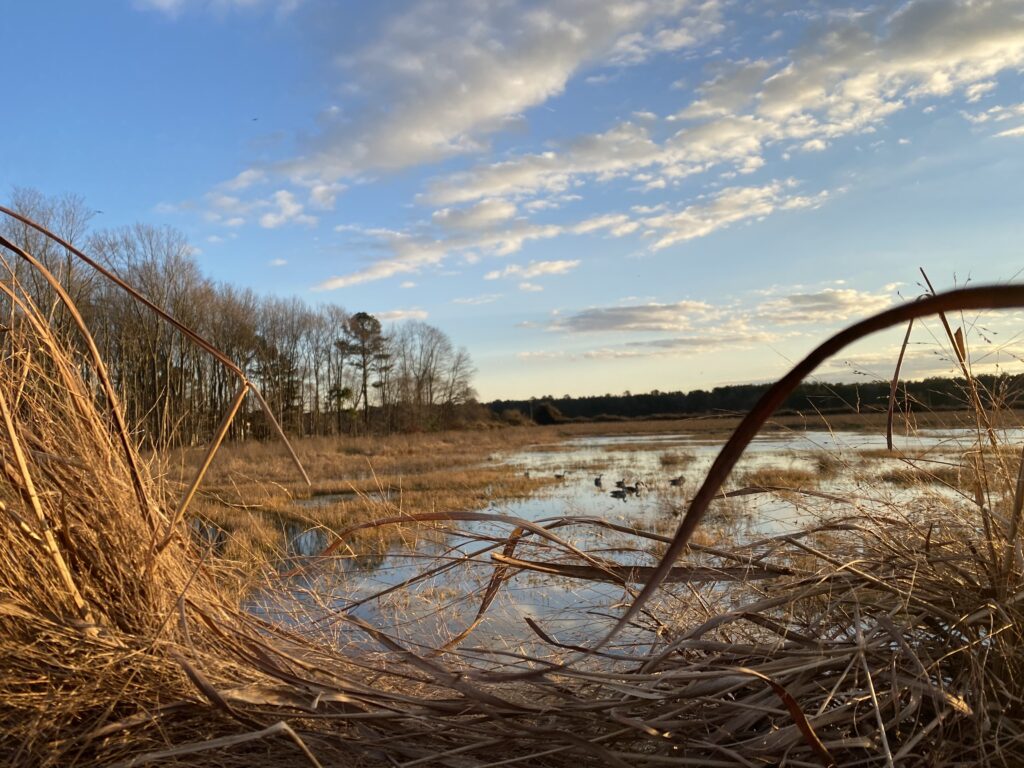 a body of water surrounded by tall grass