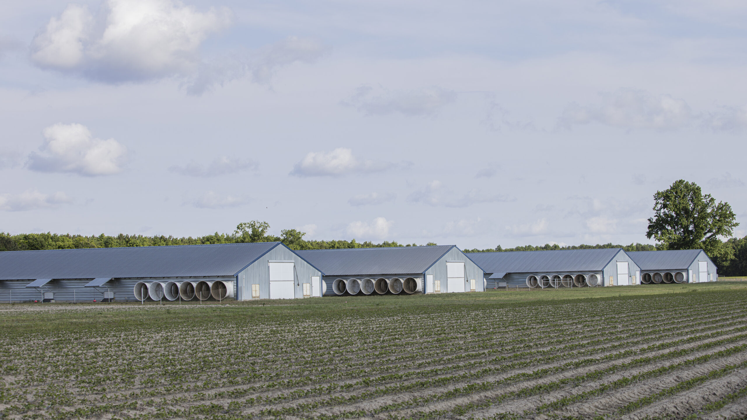 a row of barns in a field with trees in the background