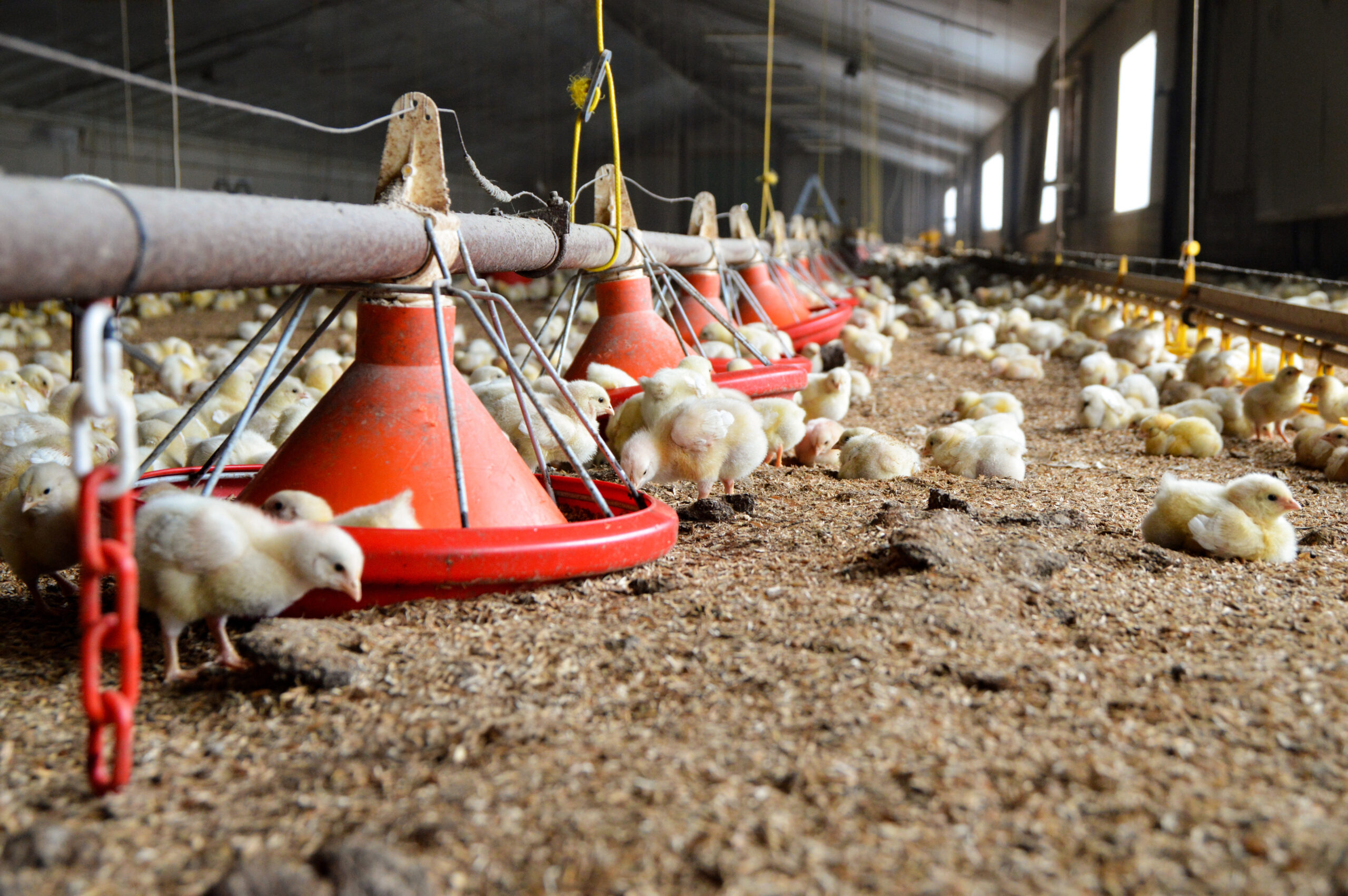 a bunch of chickens that are standing in the dirt